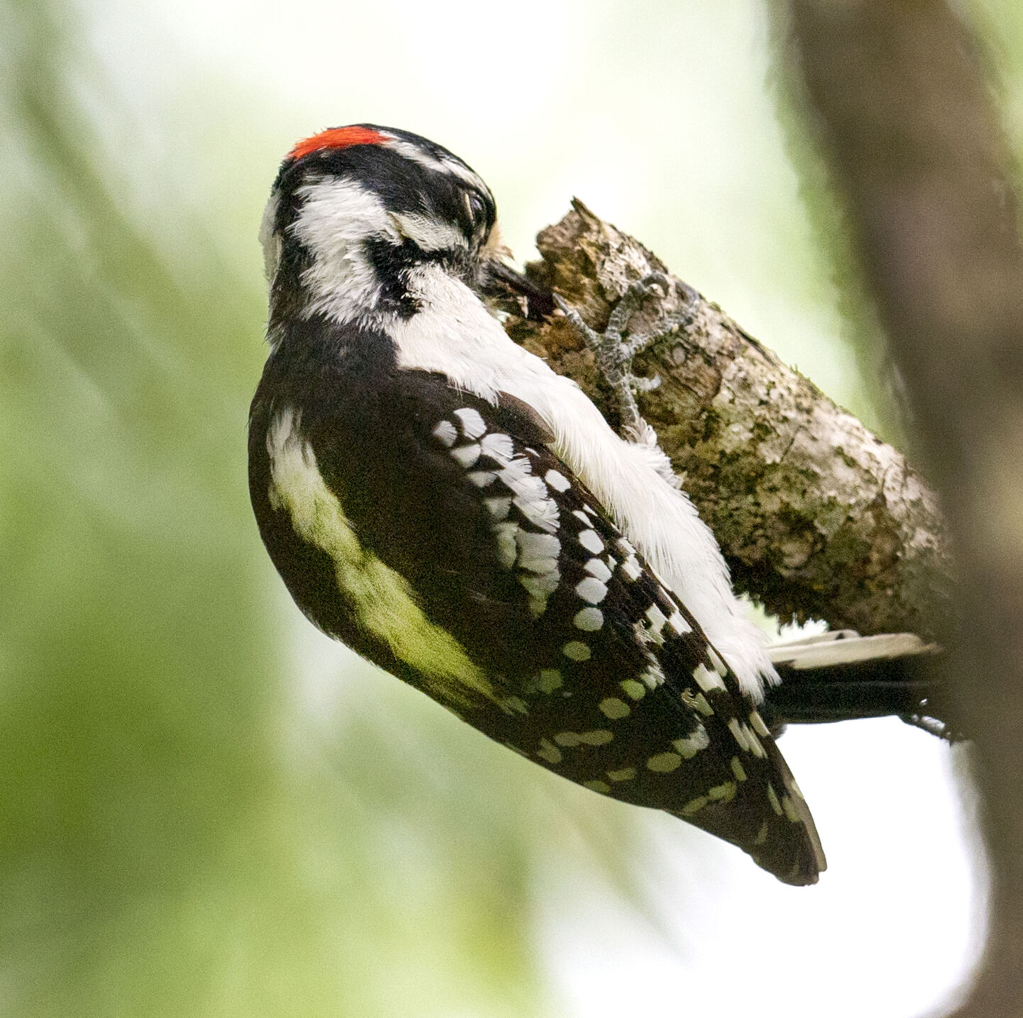 Woodpecker Lunch